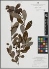 Foto von Salix atrocinerea Brot.
